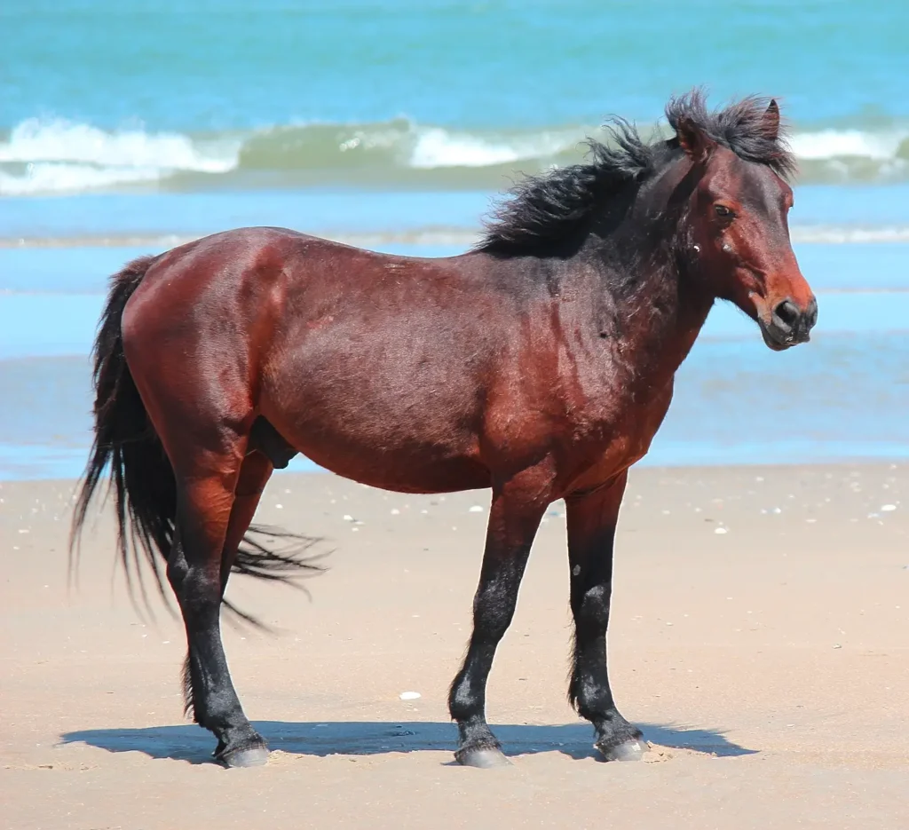 Wild Spanish mustang horse standing on the beach in Corolla, Outer Banks