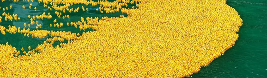 Aerial view of thousands of rubber ducks floating together on green water