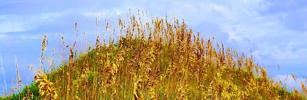 Close-up of golden sea oats and dune grass swaying against a bright blue sky with soft white clouds – classic Outer Banks dune vegetation.