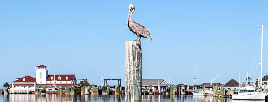 A brown pelican perched on a piling overlooking Ocracoke Island's Silver Lake harbor