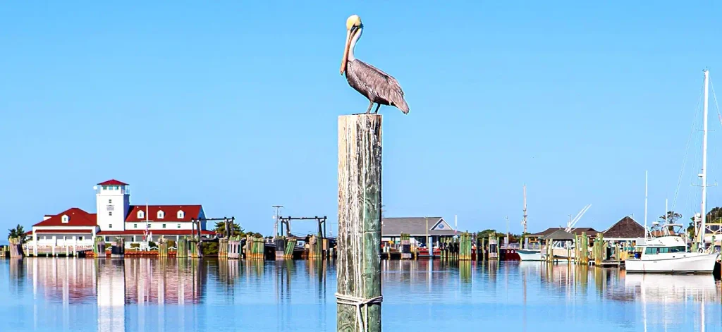Brown pelican perched on a weathered wooden piling in a calm marina harbor, with white buildings featuring red roofs, boats, and clear blue sky reflecting in the water – Outer Banks / Ocracoke area.