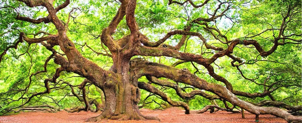 The massive, centuries-old Angel Oak tree on Johns Island near Charleston, SC, with a thick, gnarled trunk and enormously wide, twisting branches covered in green leaves, spreading over a ground of reddish-brown mulch.