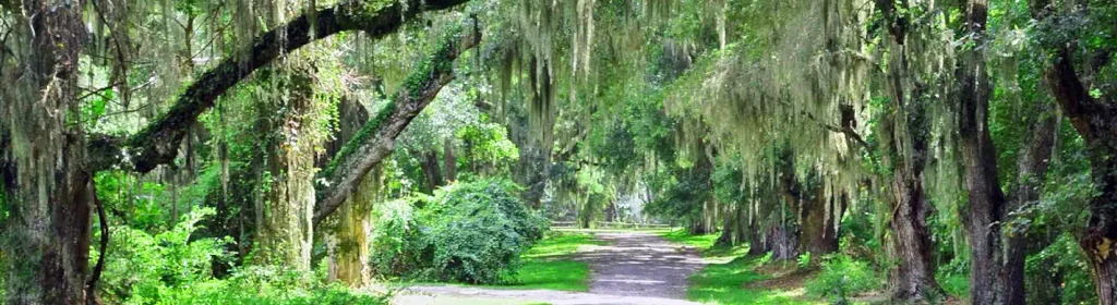 Quiet dirt or gravel road forming a canopy tunnel under large live oaks draped with Spanish moss, with dense green undergrowth on both sides.