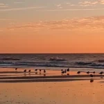 Flock of seagulls standing on wet sand at low tide during a golden sunset, with gentle waves in the background.