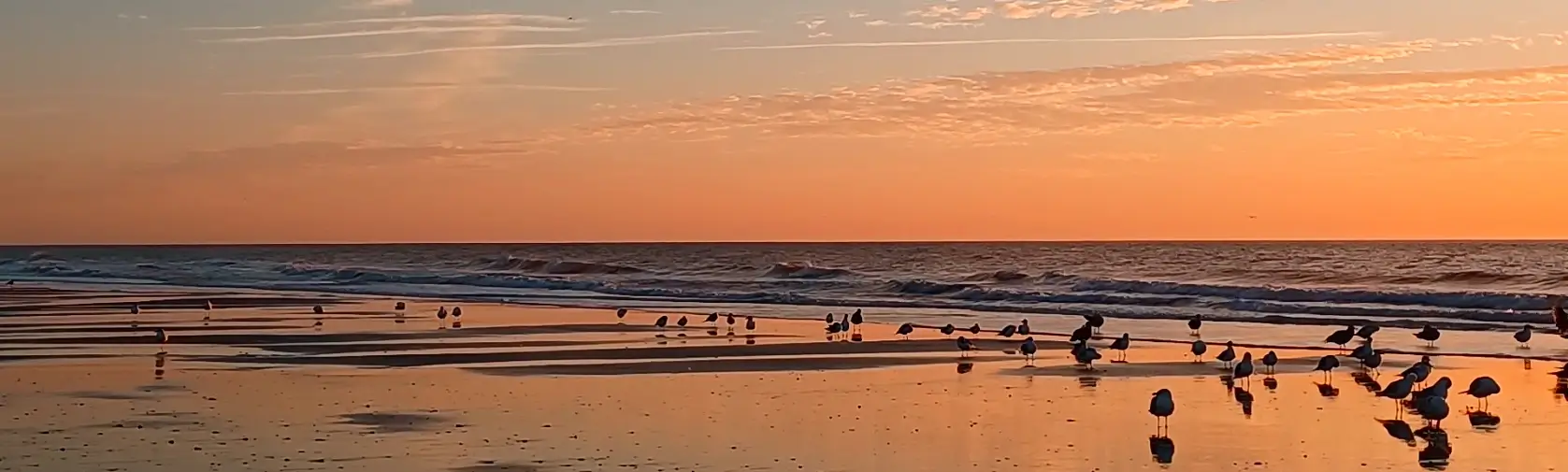 Flock of seagulls standing on wet sand at low tide during a golden sunset, with gentle waves in the background.