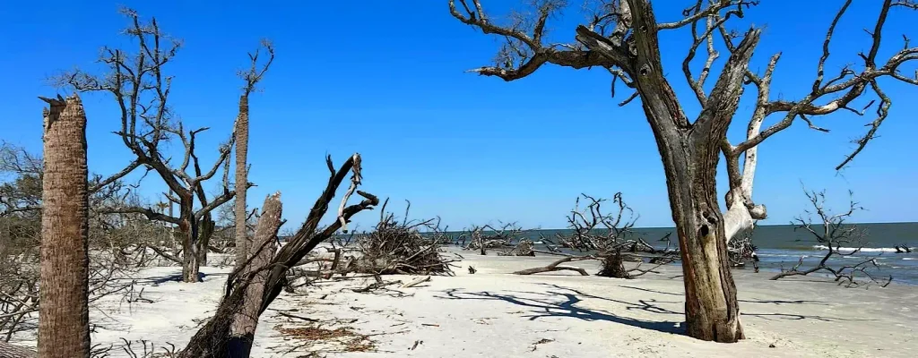 Wide sandy beach covered in weathered, bleached dead trees and driftwood against a bright blue sky and calm ocean.