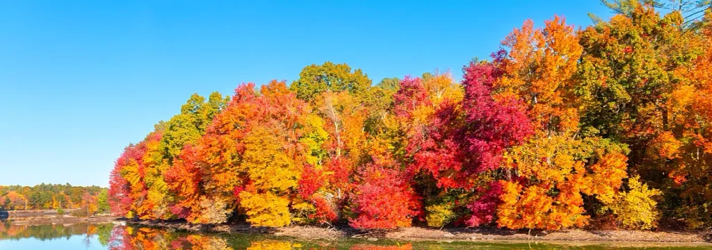 Dense stand of trees in peak fall color—bright reds, oranges, yellows, and some greens—reflected in a calm body of water under a clear blue sky, with a small shoreline in the foreground.

