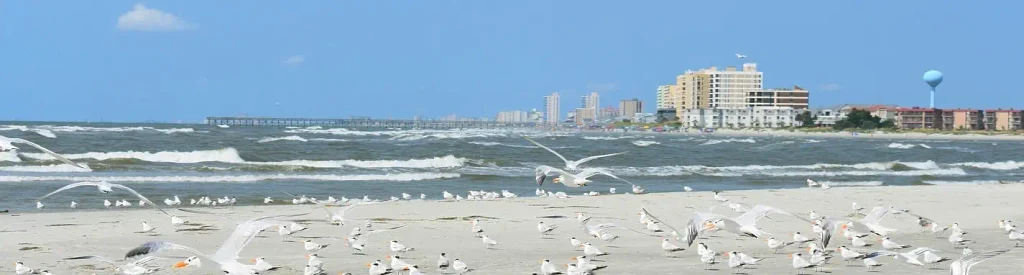 Busy beach scene with dozens of seagulls and terns on the sand and in flight, waves rolling in, and a coastal city skyline with high-rises and a water tower in the background.  


