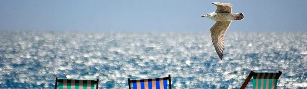 Single seagull soaring above a sparkling blue ocean, with three striped beach chairs visible in the lower foreground.  


