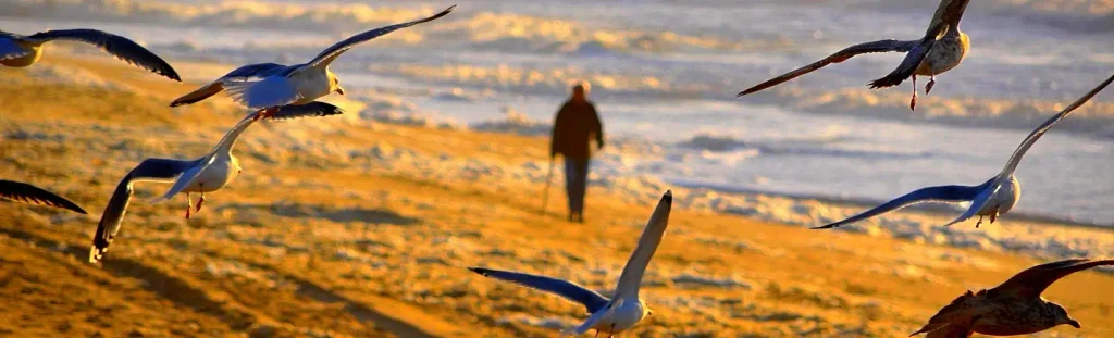 Multiple seagulls flying low over a golden sunlit beach with gentle waves; a person walks alone in the distance near the water’s edge.  

